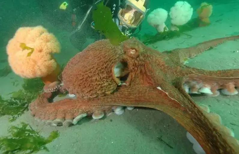 Cuál es la razón por la que los pulpos mueren luego de aparearse