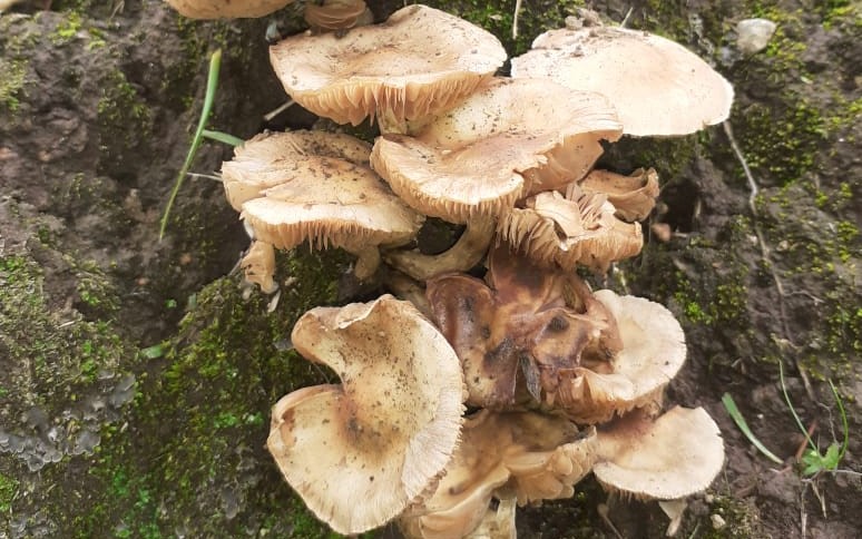 Emiten alerta por consumo de hongos silvestres venenosos y se temen brotes de intoxicación