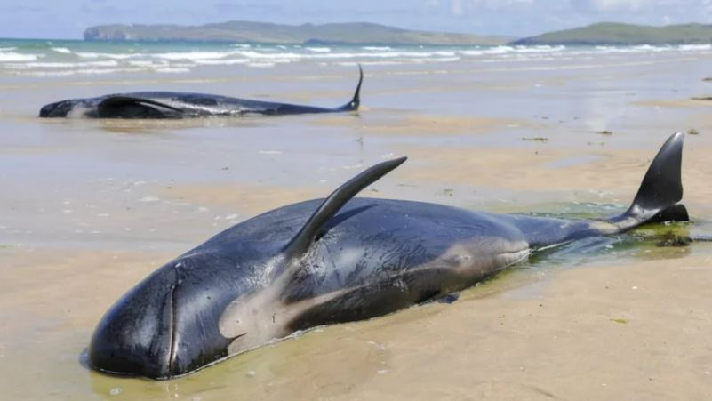 Por qué el Departamento de Defensa de EE.UU. está escuchando atentamente los sonidos de los camarones
