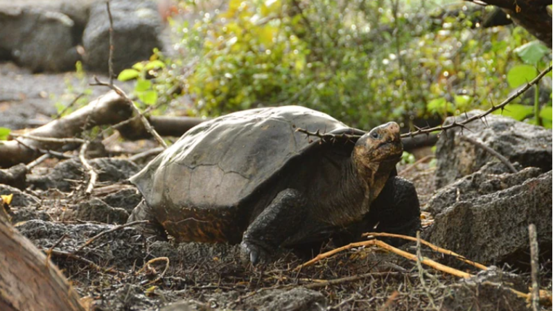 Tortugas de Galápagos