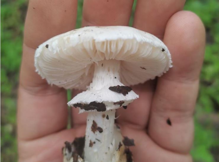Consumo de hongos venenosos: un tercer niño muere en San Marcos y Salud reitera alerta