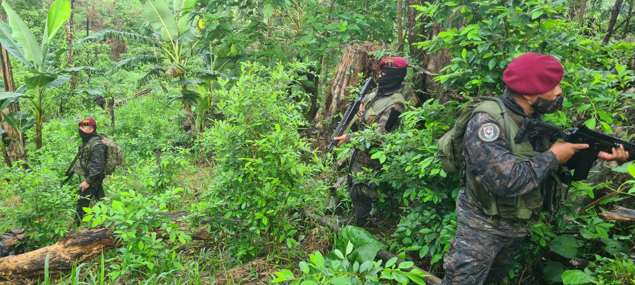 Localizan plantaciones de coca en Alta Verapaz y destruyen miles de matas de marihuana en Petén