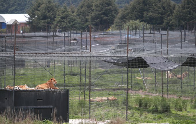 El caso de los leones de un santuario que estarían comiéndose entre sí debido al hambre