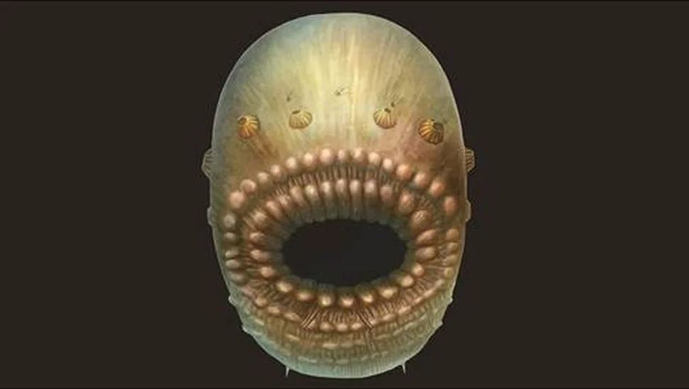 Resuelven el misterio de la criatura sin ano de más de 500 millones de años