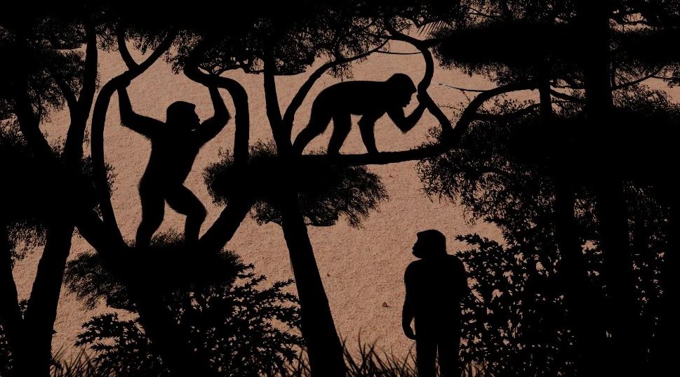 Nuestro antepasado más antiguo caminaba erguido hace 7 millones de años, según un nuevo estudio