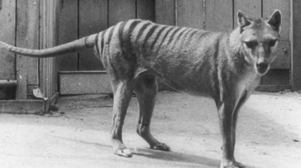 El millonario (y polémico) plan para revivir al tigre de Tasmania, extinguido hace 86 años