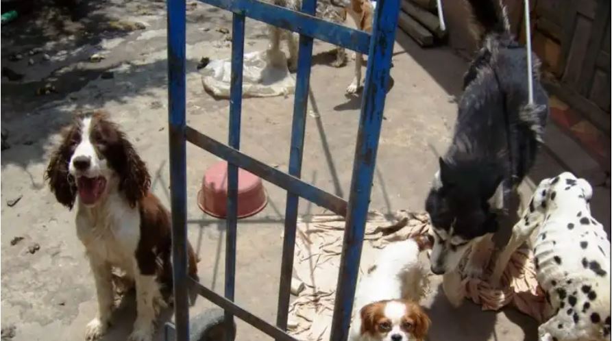 Qué se sabe del supuesto refugio para mascotas en Puerto Barrios denunciado por malas prácticas y maltrato animal