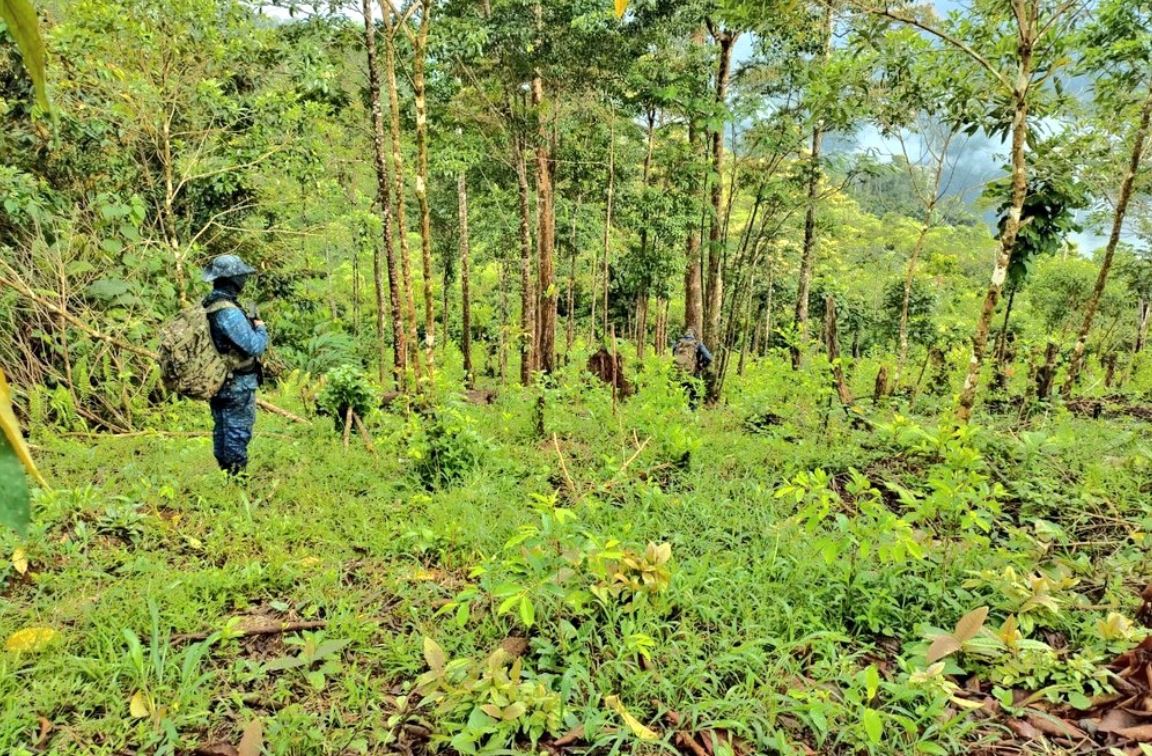 Ejército halla al menos 10 plantaciones de coca y dos narcolaboratorios y da detalles de las operaciones