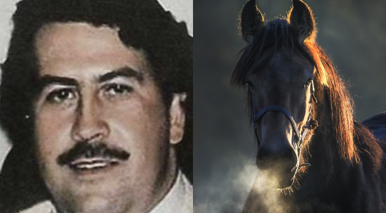 Pablo Escobar Caballo