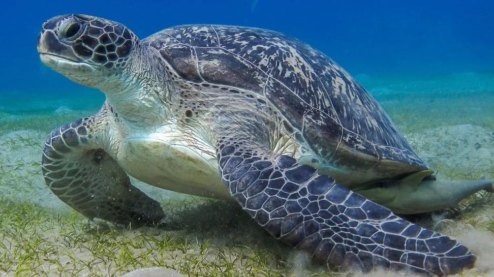 La investigación que reveló la forma de comunicación “secreta” de 50 animales marinos que se creía eran silenciosos
