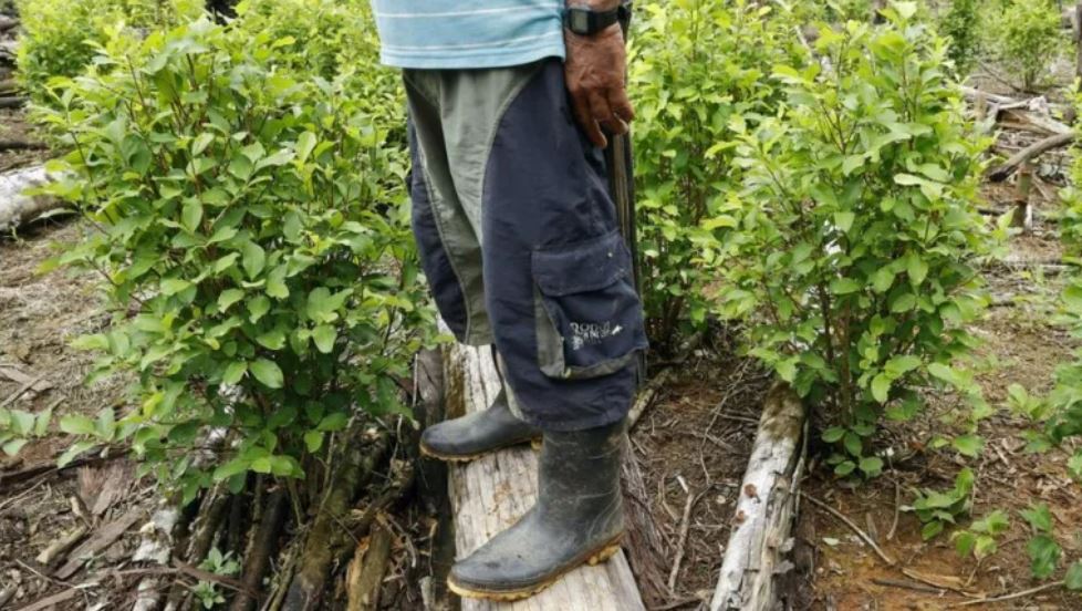 Colombia bate su propio récord de cultivo de coca, según un nuevo informe de la ONU