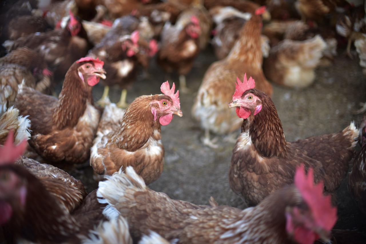 Guatemala activa alerta ante posible ingreso de influenza aviar tras confirmarse casos en México y Colombia