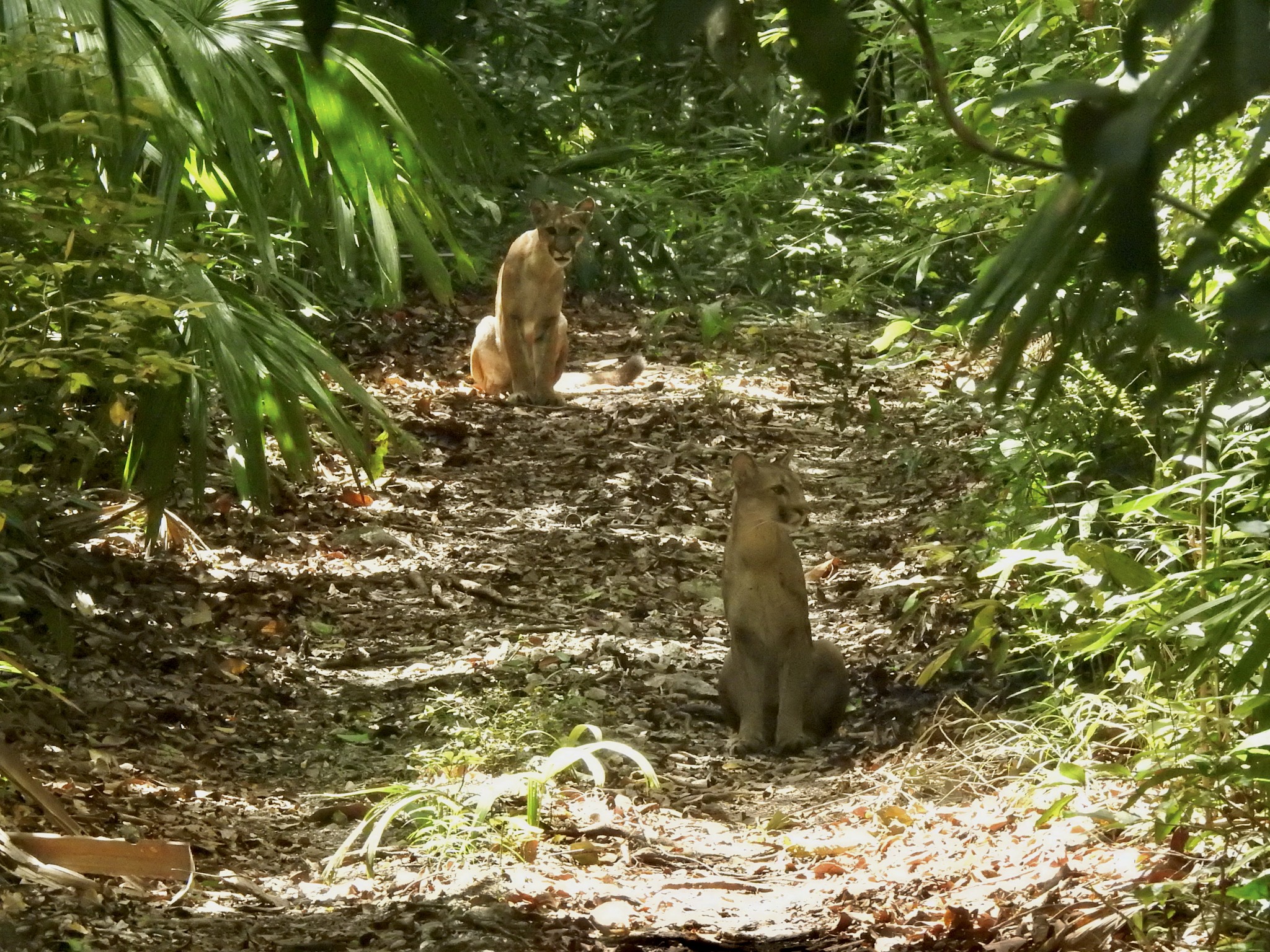 “Fue maravilloso poder verlas, fotografiarlas”: el relato del conservacionista que captó a dos pumas jóvenes en Petén