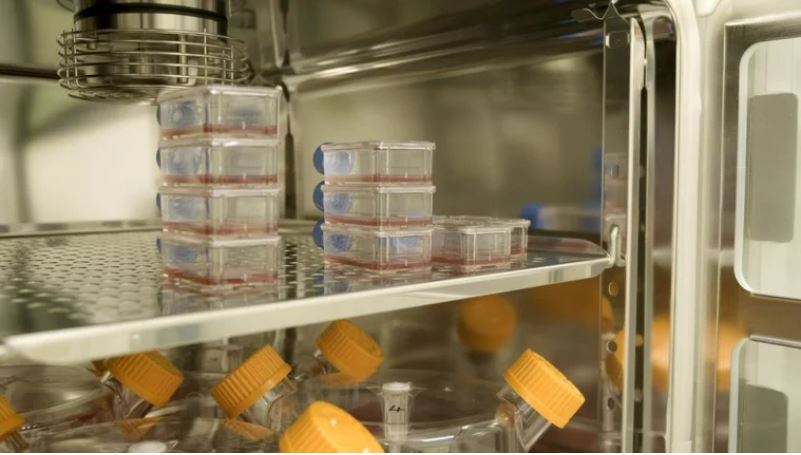 Los pacientes que recibieron sangre artificial en un ensayo clínico “sin precedentes”