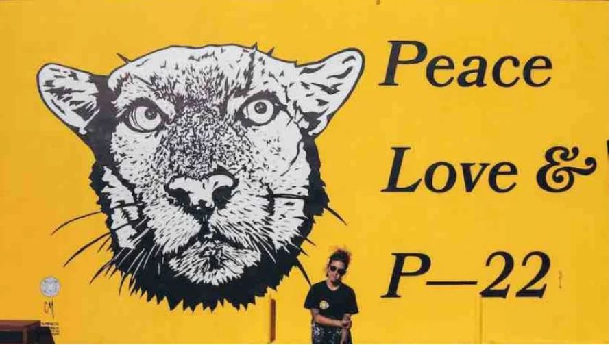 El triste final de P-22, el famoso puma que se paseó durante años por las colinas de Hollywood