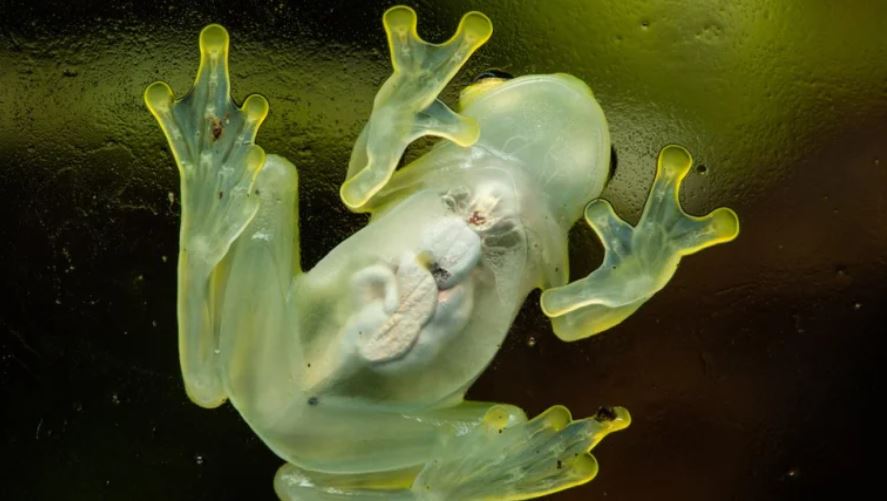 El “superpoder” de la rana de cristal que la vuelve casi invisible (y lo que puede significar para el desarrollo de la medicina humana)