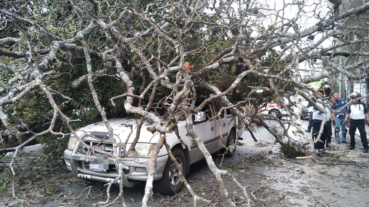 IMÁGENES: Árbol cae sobre un vehículo en la zona 9 capitalina y deja un herido