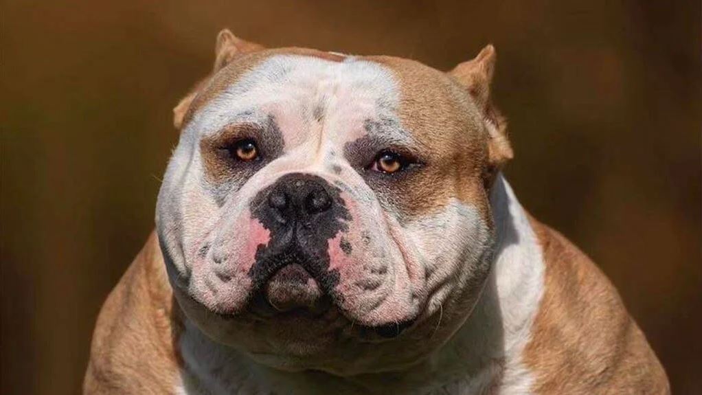 Investigación de la BBC: las extremas prácticas del crimen organizado para lucrarse de la crianza de perros “hiperdesarrollados”