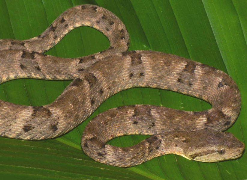 SERPIENTE MAPANÁ