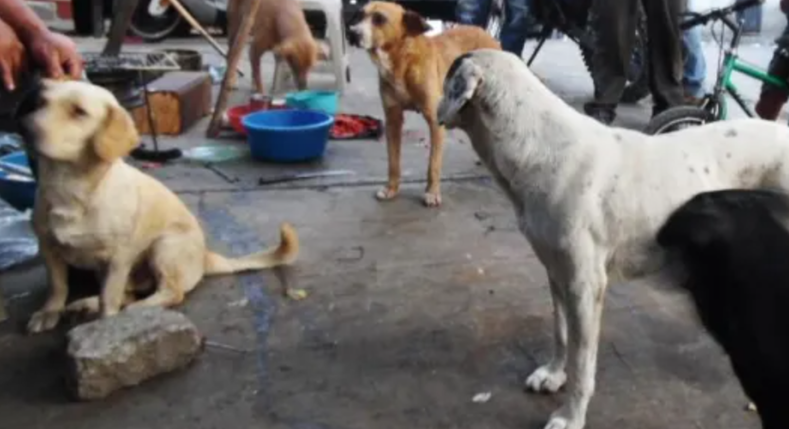 PERROS
