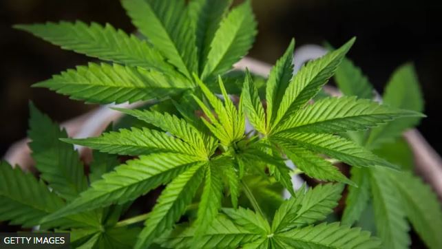 Qué son los endocanabinoides, la sustancia similar al THC de la la marihuana que producimos los humanos (y qué efecto tienen en nuestro cuerpo)