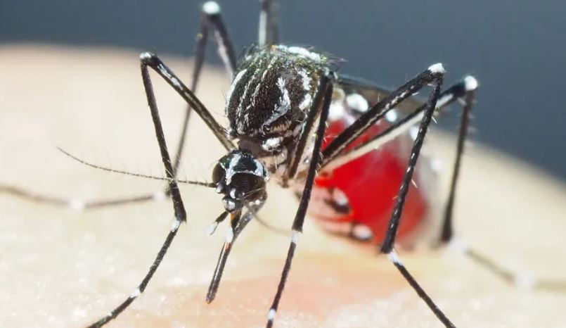 Dengue en Guatemala 2023: Salud declara Emergencia Sanitaria Nacional durante tres meses por aumento de casos