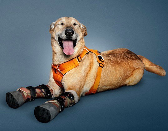 Narcos le cortaron las patas: Cómo cambió la vida de “Pay de Limón”, el perro que compite por ser la mascota favorita de Estados Unidos