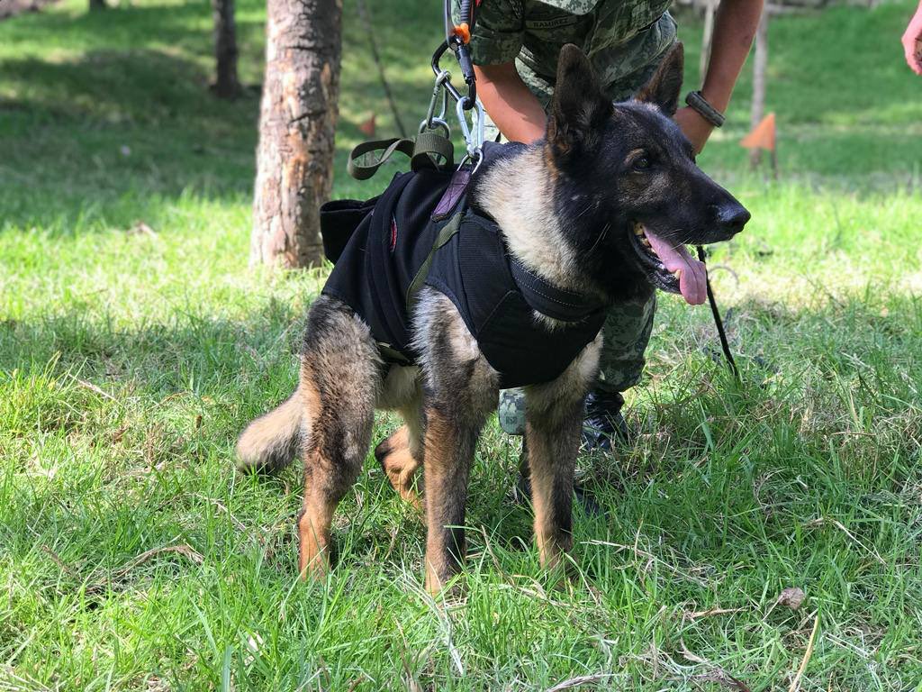 Proteo, el perro rescatista que entregó su vida en busca de víctimas del terremoto en Turquía y Siria