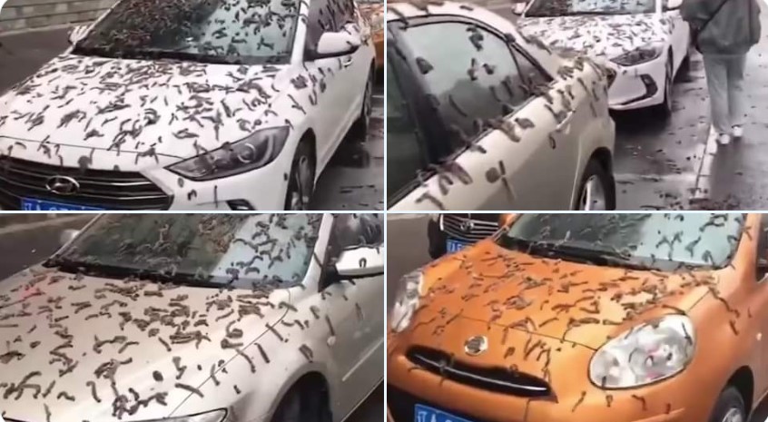 Publican videos de supuesta “lluvia de gusanos” en China