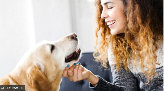 Qué enfermedades te pueden transmitir las mascotas y 5 consejos para evitarlas