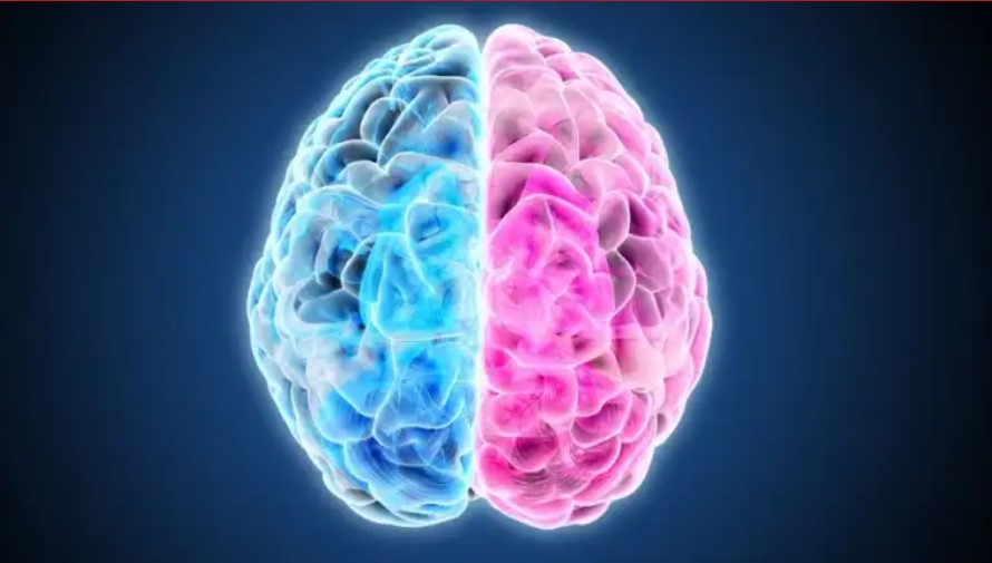 Ni la creatividad está a la derecha ni la lógica a la izquierda: el neuromito de los hemisferios cerebrales