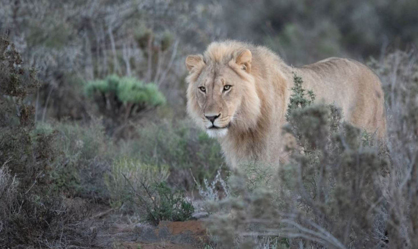 LEONES
