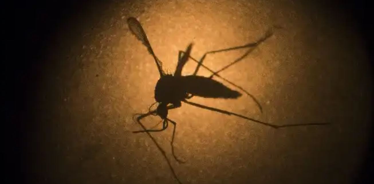 Dengue: síntomas de la enfermedad, qué hacer para aliviarlos y cómo prevenir la propagación