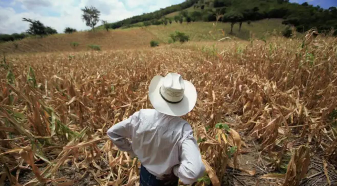 Sequía. El Niño