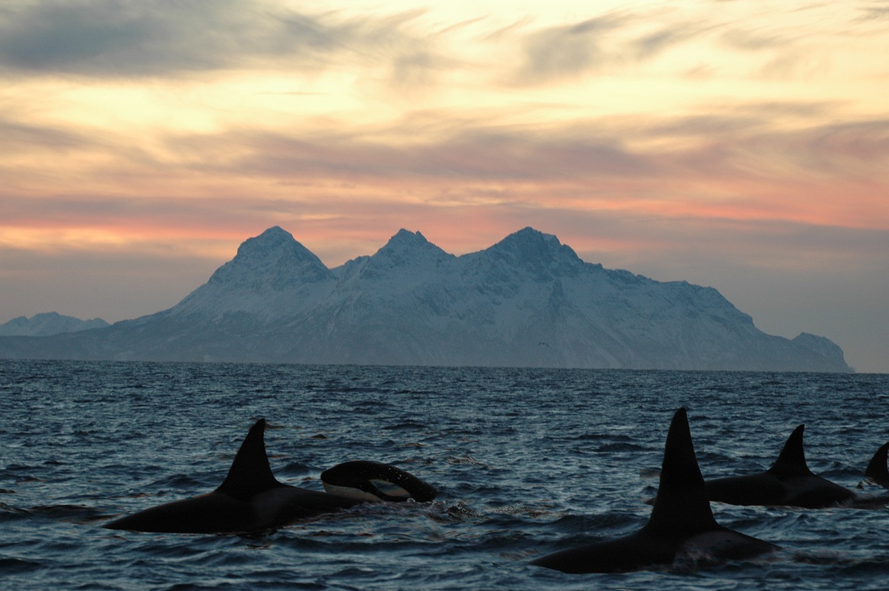 pixabay orca gladis ataques en gibraltar