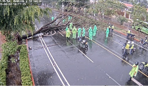 Árbol caído en la zona 2