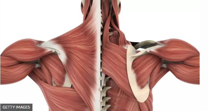 Qué es la fascia, el tejido que recubre nuestro cuerpo y que solemos confundir con las articulaciones o los músculos