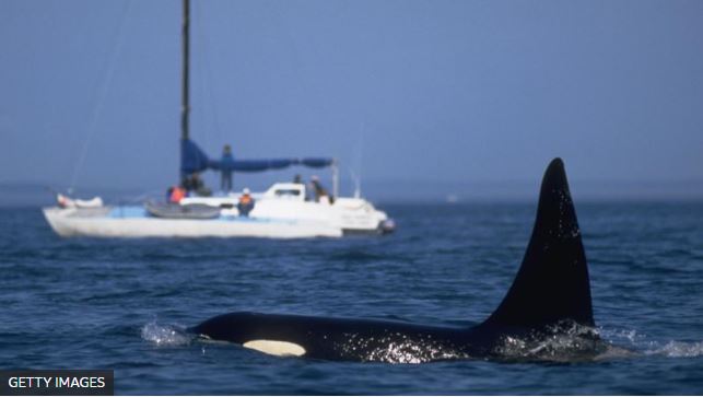 Las posibles razones de los crecientes “ataques” de grupos de orcas contra embarcaciones