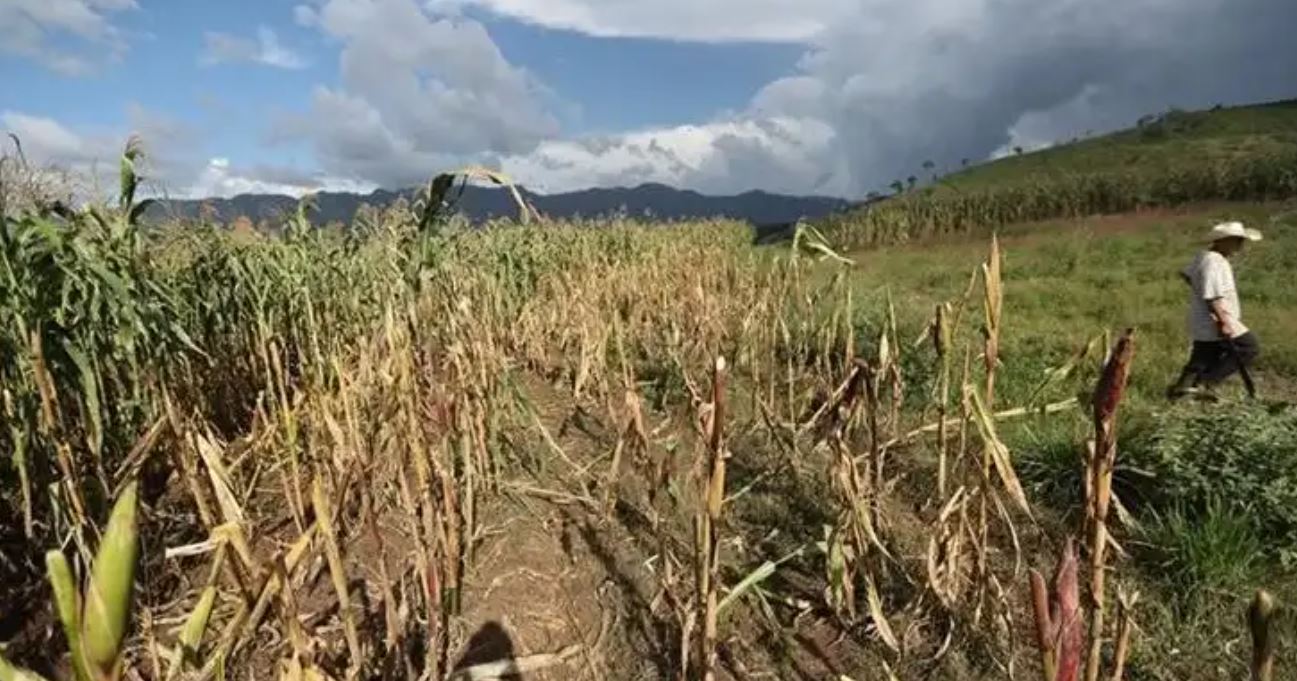 SEQUÍA EN GUATEMALA