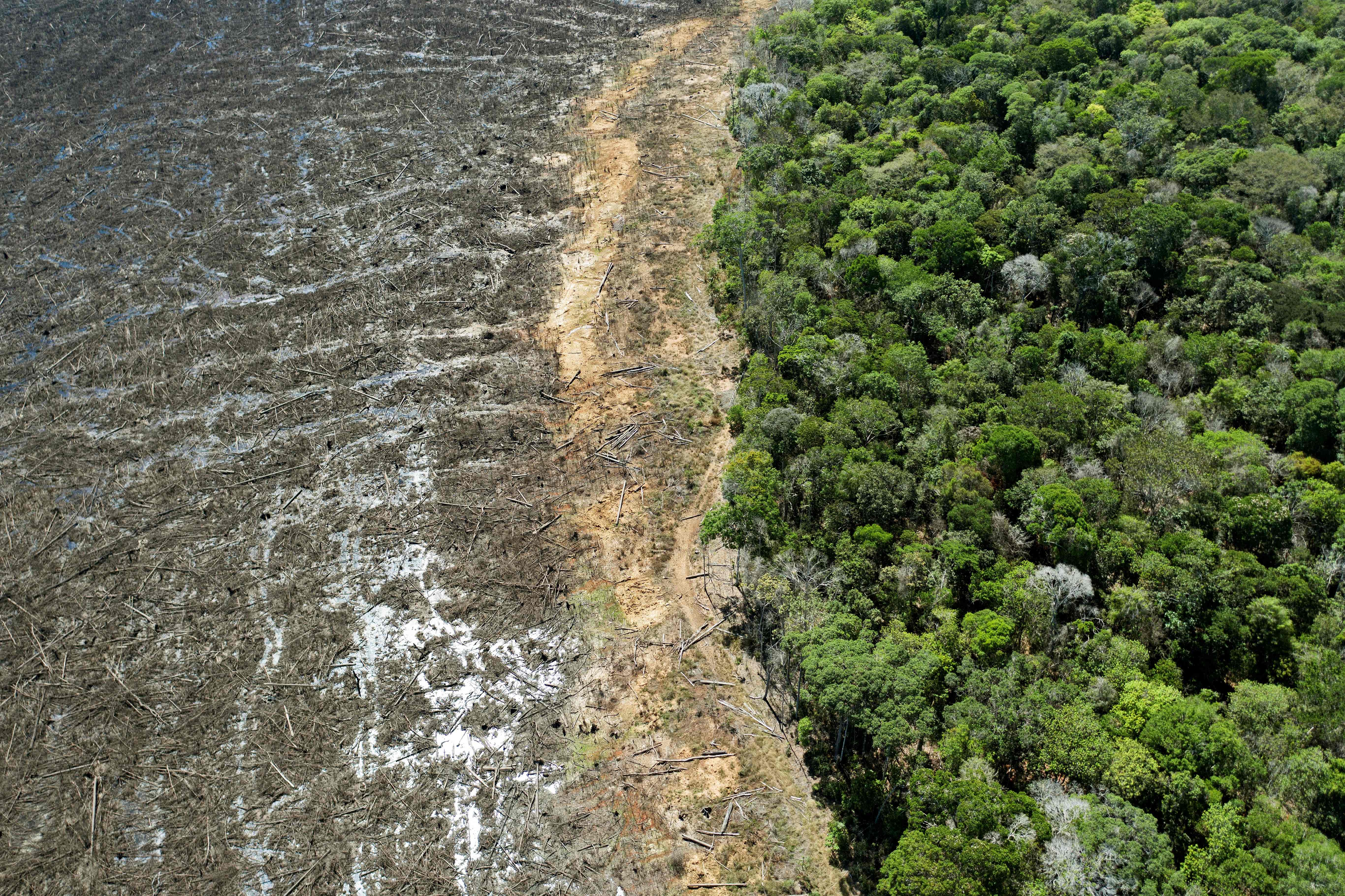 deforestación