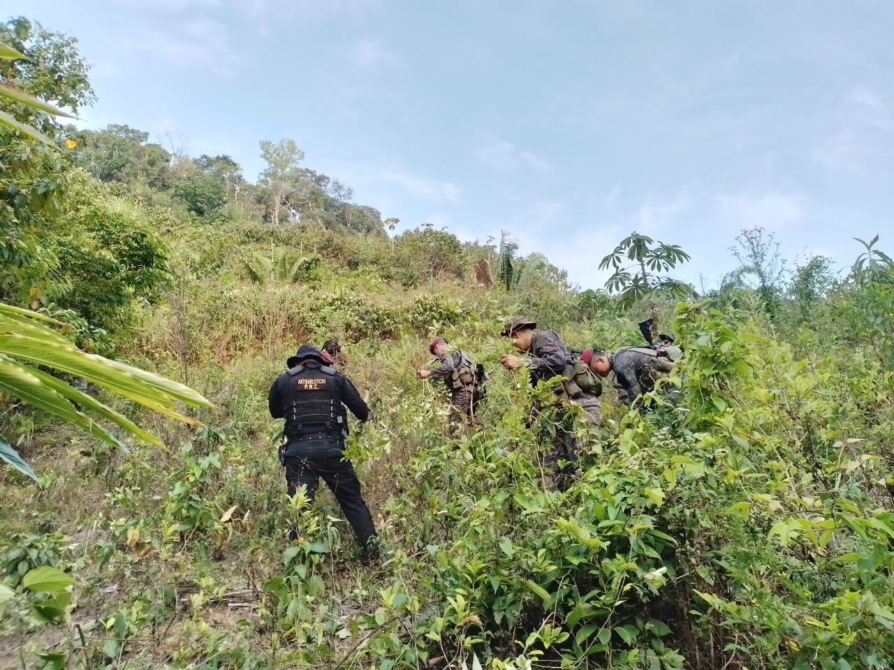 Ejército y PNC ubican y destruyen plantaciones de hoja de coca y ubican un narcoloboratorio en una comunidad de Raxruhá, Alta Verapaz