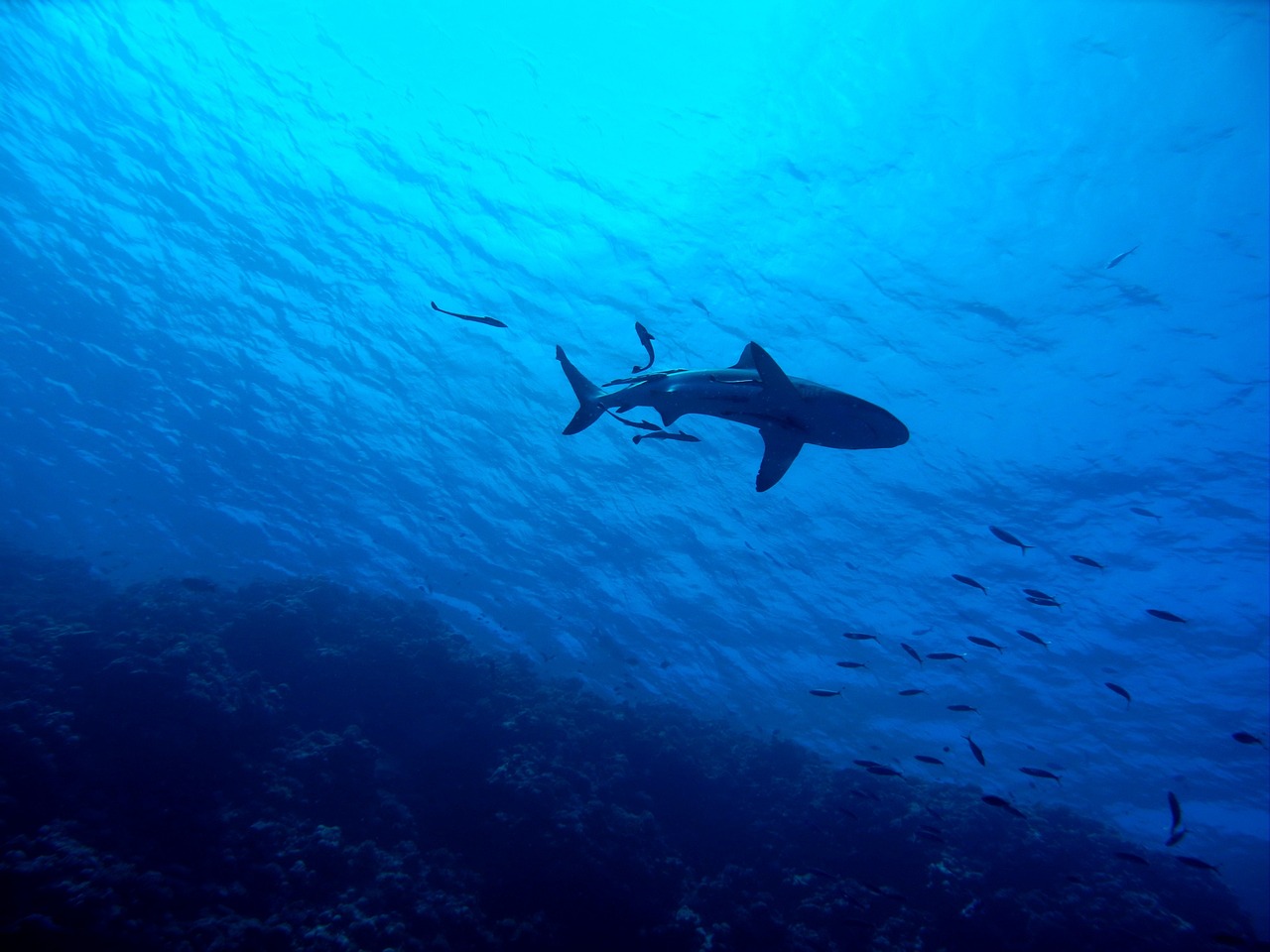tiburón