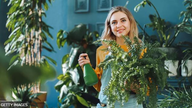 Qué tan efectivas son las plantas para purificar el aire de tu casa