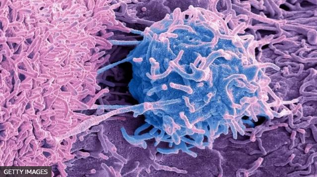 Nuestros cuerpos son hábitats para otras formas de vida.