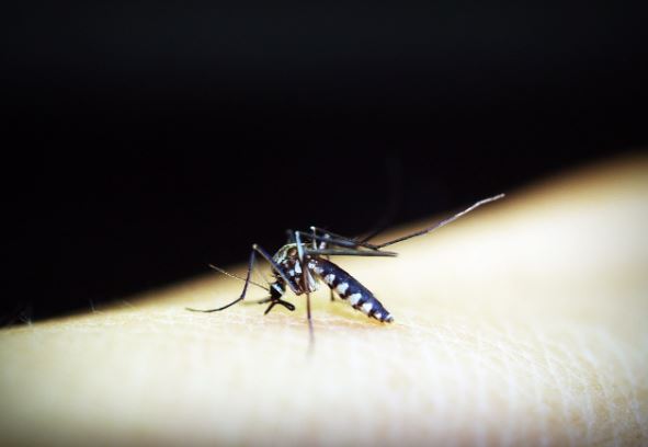 DENGUE. pixabay