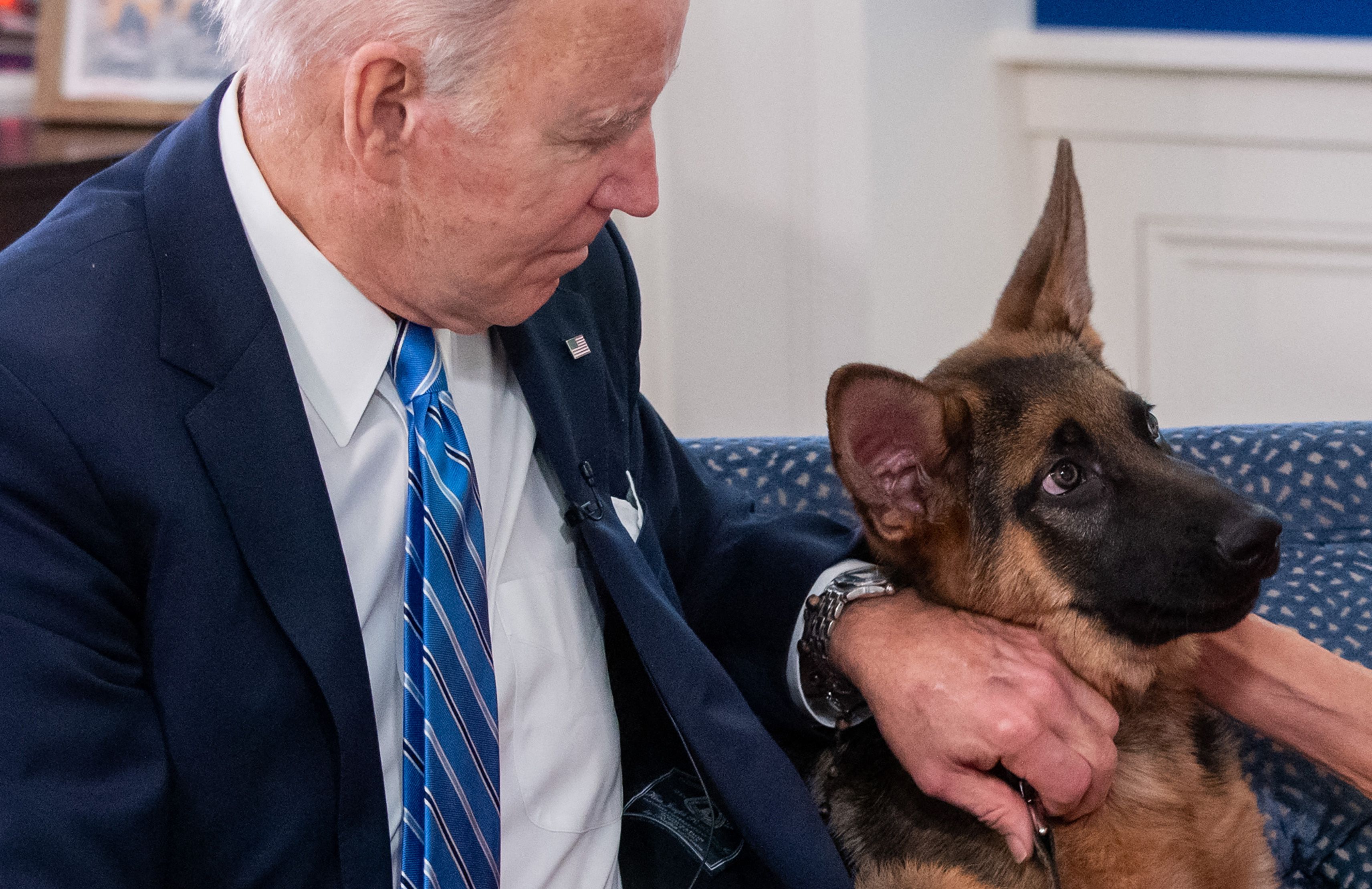 Perro de Joe Biden