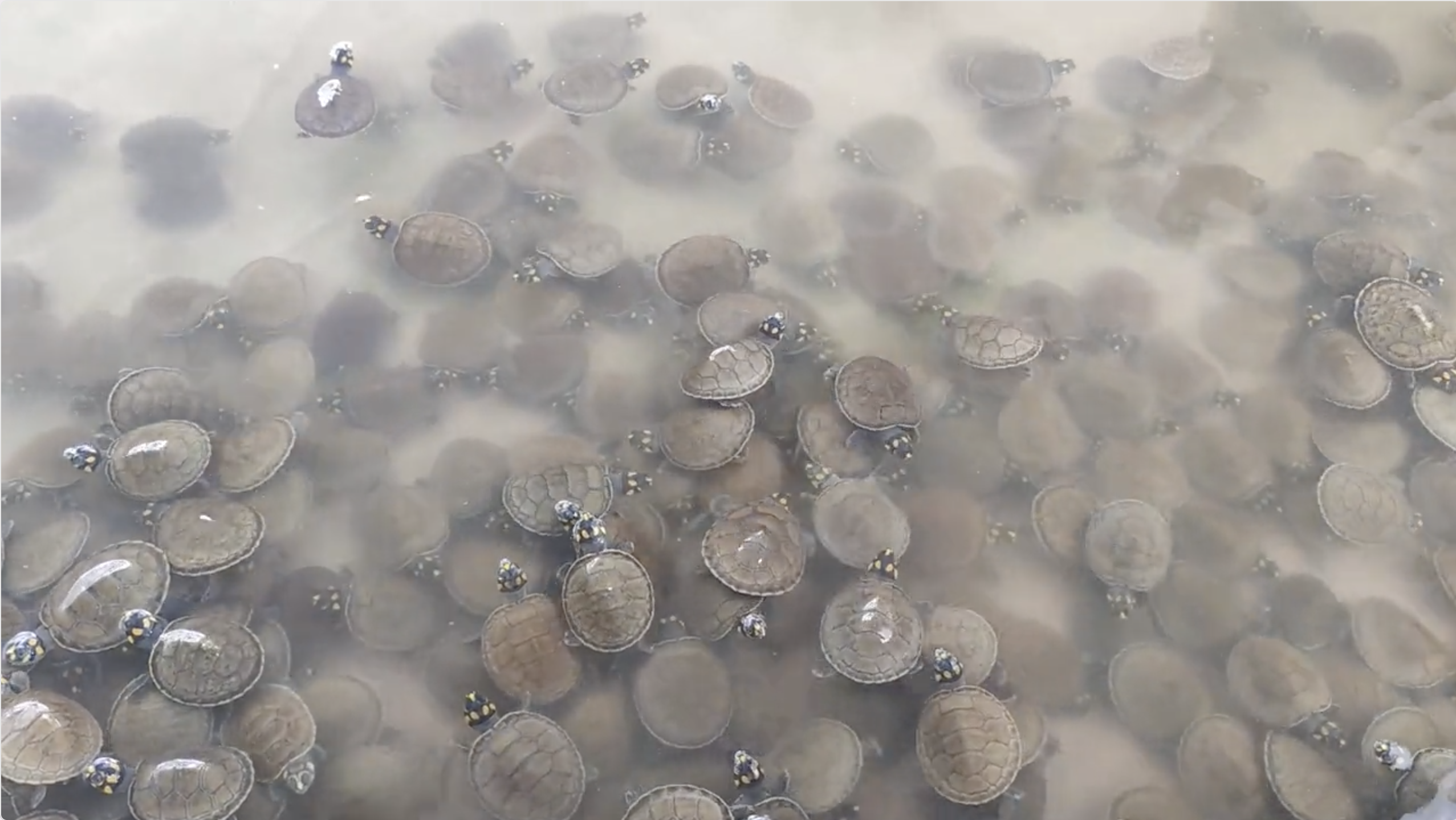 Devuelven a su hábitat natural más de 1.200 tortugas en el este de Colombia