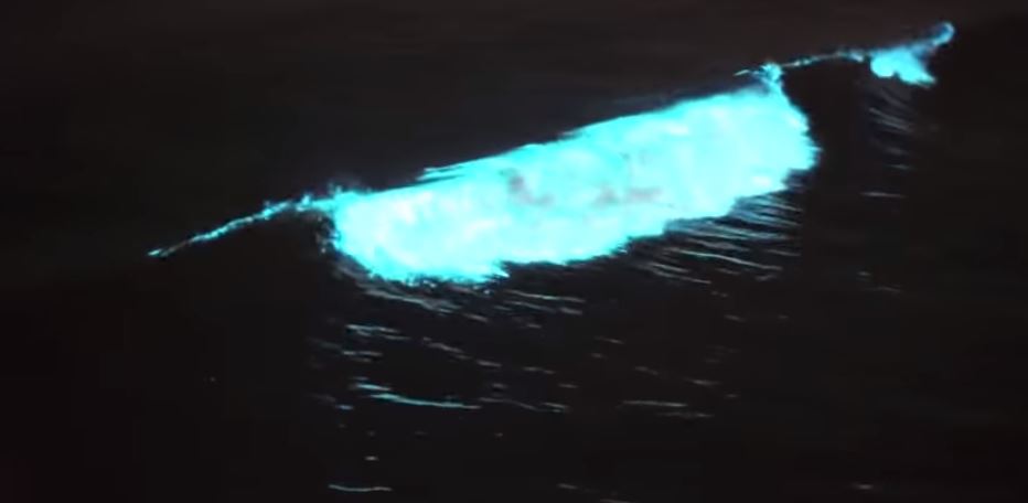 Ondas bioluminiscentes
