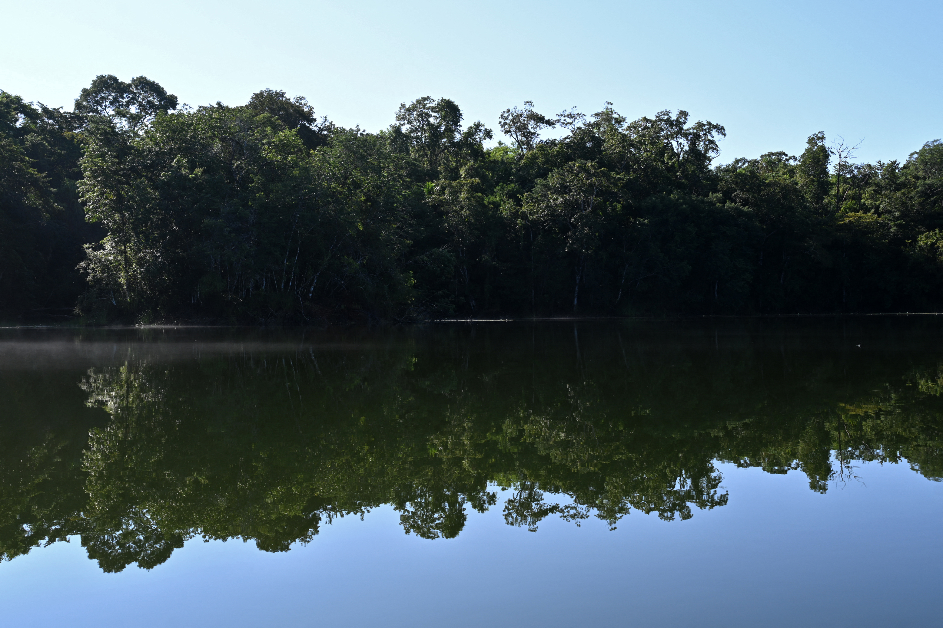 La lucha de la selva de Guatemala, la mayor de Centroamérica, por sobrevivir a la ganadería ilegal
