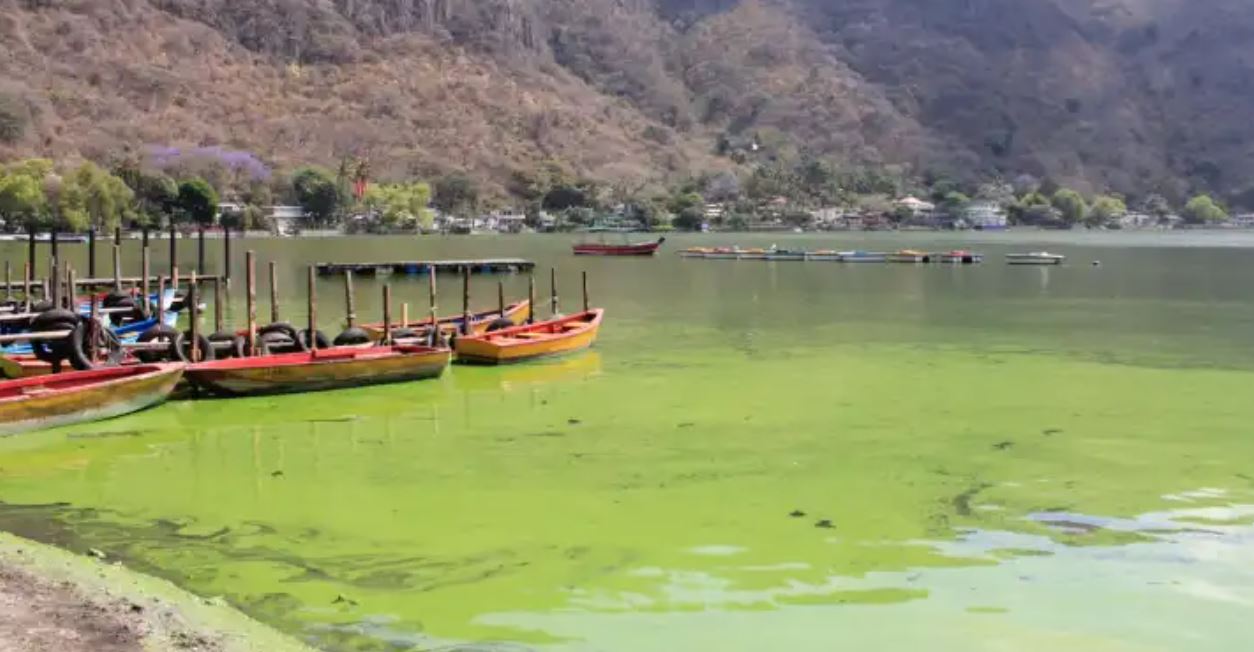 Esta es la explicación del Ministerio de Ambiente por la mortandad de peces en el Lago de Amatitlán